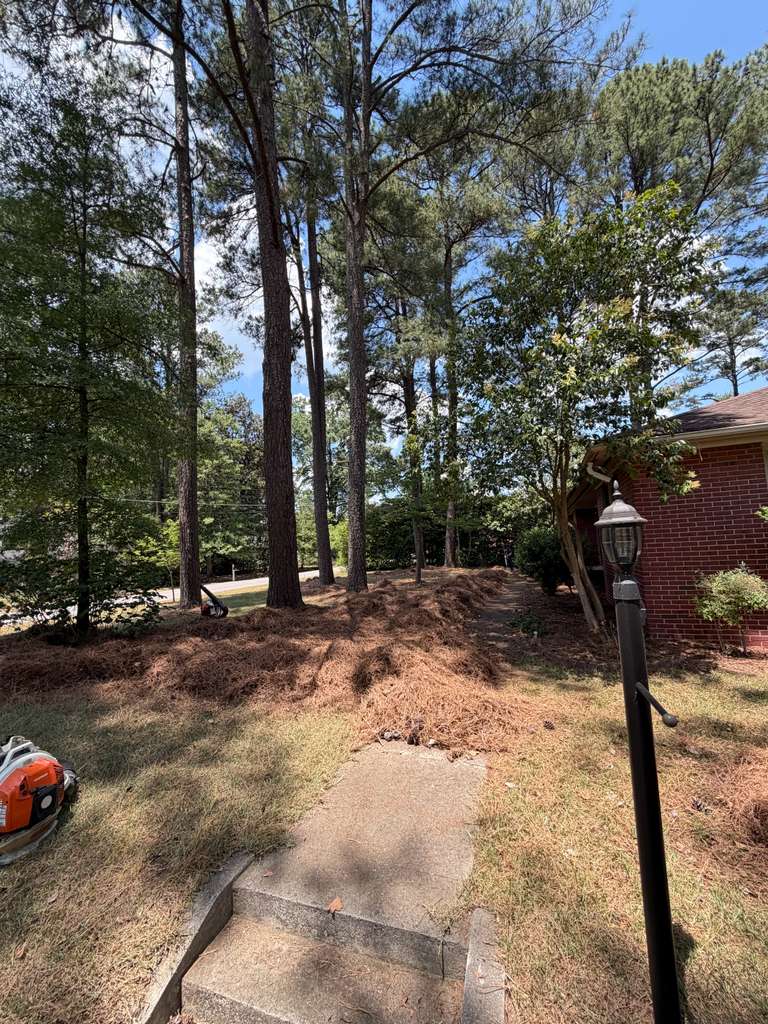 Pine Straw Cleanup in Durham, NC