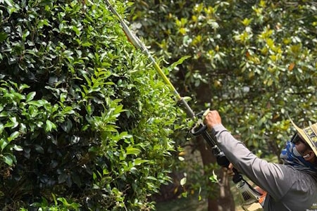 Pruning & Shrub Trimming Thumbnail